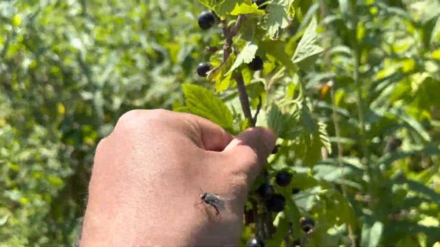 Набрал ЯГОД в ЗАБРОШЕННОЙ деревне! смотреть онлайн