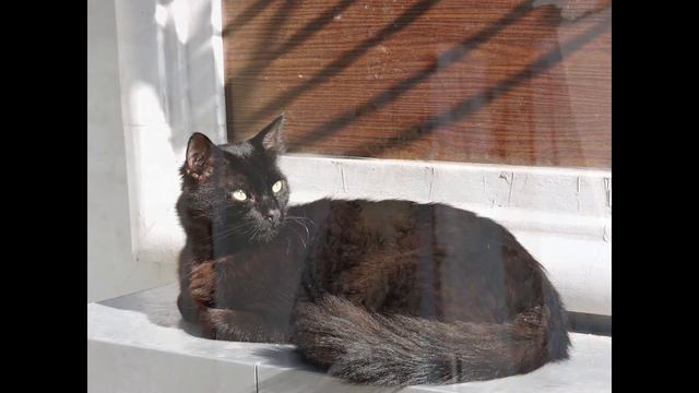 Коты Стамбула смотреть онлайн