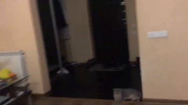 Короче говоря у меня дома завёлся домовой смотреть онлайн