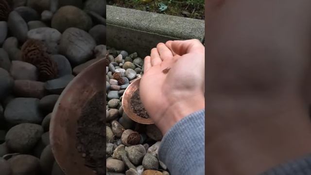 One Seed A Day OSAD 28.04.2020 Lythrum salicaria Purple Loosestrife Frailecillo Blutweiderich 干屈菜 смотреть онлайн