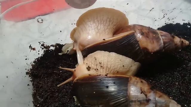 Мой улитки передаются органами смотреть онлайн