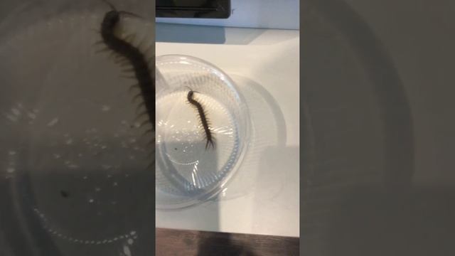 Дикая Природа на Экране