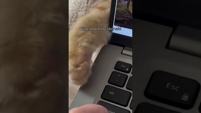 Сложности работы на дому, когда у тебя есть кот смотреть онлайн