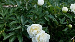 ТОП 3 Лучших Сортов Пионов - Любимые Сорта Пионов - Пионы в Саду