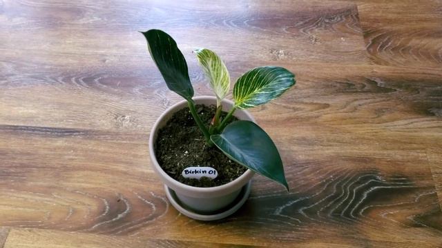 Philodendron Birkin 01 Part 001 | Plant Vlog 186 смотреть онлайн