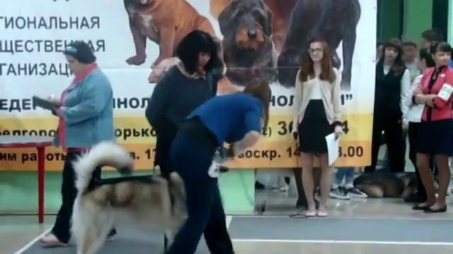 ВЫСТАВКА АЛЯСКИНСКИХ МАЛАМУТОВ. БЕЛГОРОД смотреть онлайн
