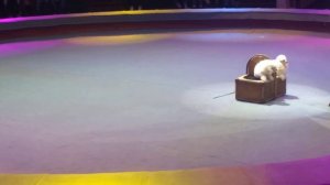 пудель в цирке