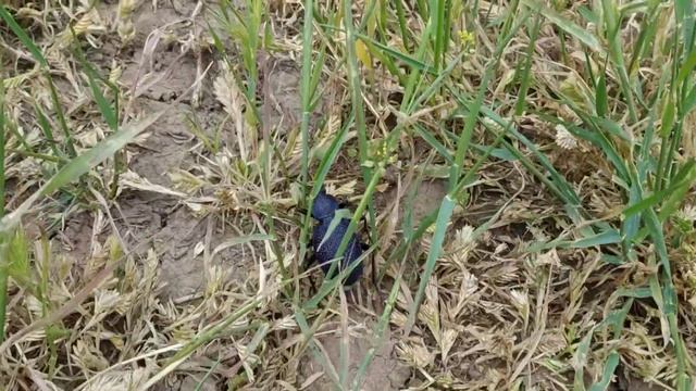 Жужелица крымская или чернильница смотреть онлайн