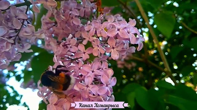 На что способны шмели Шмели для опыления Что делают шмели Звук шмеля Как жужжит шмель Жужжание шмел смотреть онлайн