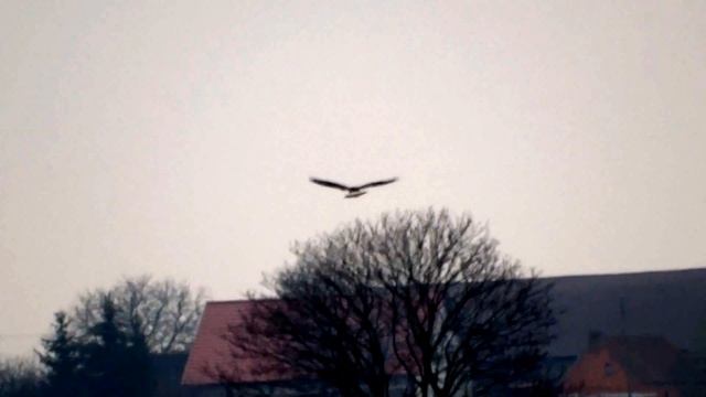 myszołów włochaty (Buteo lagopus), Rough-legged Hawk, Raufußbussard смотреть онлайн