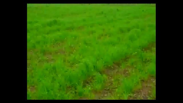 Технология возделывания озимого рапса в РБ Cultivation of winter rapeseed in the Republic of Belaru смотреть онлайн