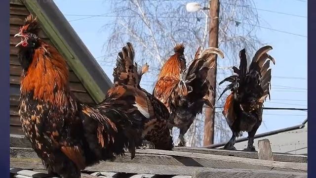 Пойте с нами, Песня. Хор Чебоксары смотреть онлайн