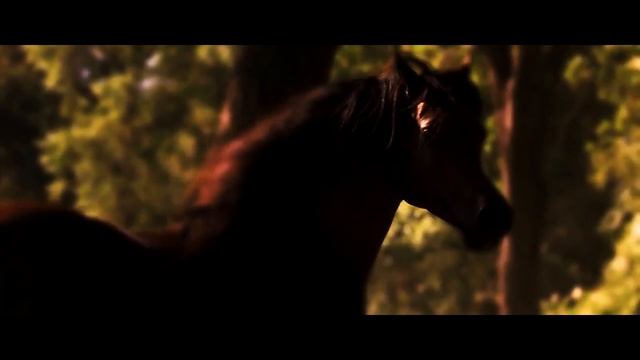 2021 Mustang Mach 1 Cinematic.mp4 смотреть онлайн
