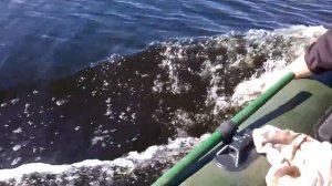 Лодочный мотор Hangkai 3.6 заплыв по болоту