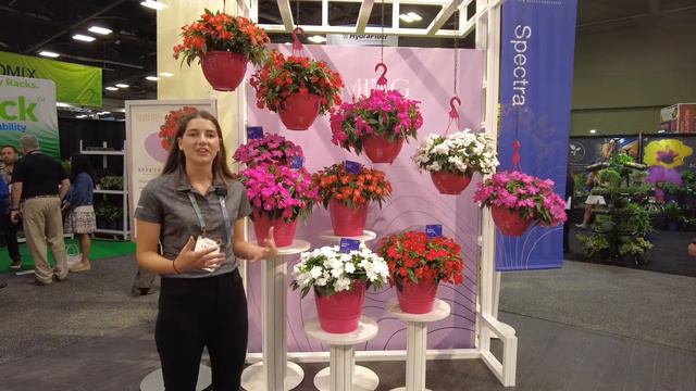 Spectra™ Interspecific New Guinea Impatiens | Cultivate'22 смотреть онлайн