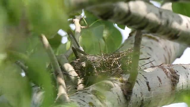 Сорокопут Чернолобый 160610 3 2016 06 10 Canon снизуХвост торчит из гнезда 1 смотреть онлайн