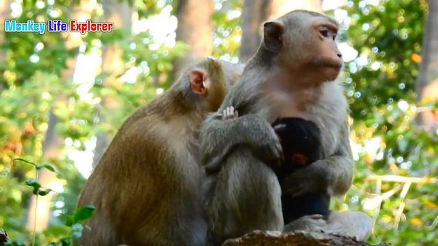 Very Cutie Baby Monkey Astra and young Mom Anita смотреть онлайн