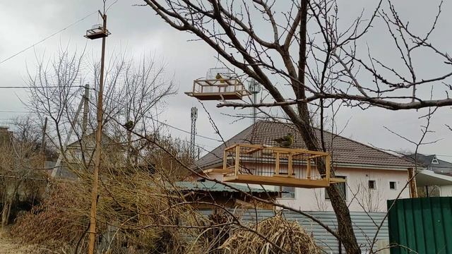 Ловля Чижей на запaдок!/ Catching A Siskin In A Cage!/
