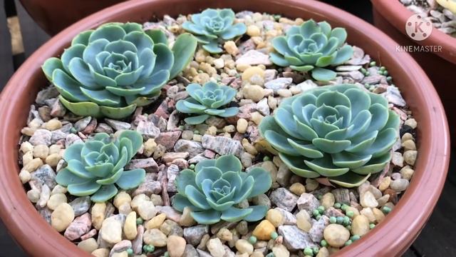 Quais Suculentas são as MAIS LINDAS do jardim смотреть онлайн