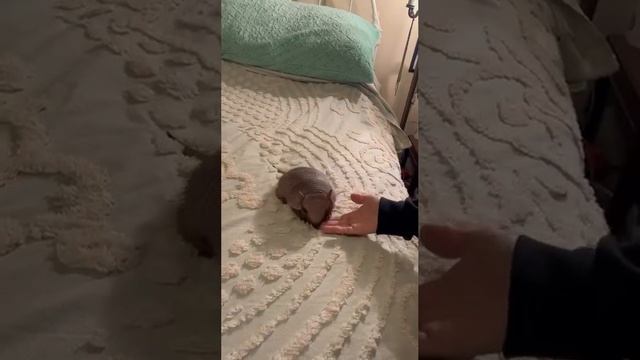 1.mp4 смотреть онлайн
