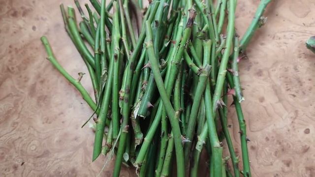 Заготовка черенков роз на зиму смотреть онлайн