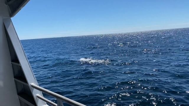 Киты! Boston Whale Watch Tour. смотреть онлайн