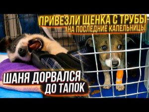 Отвезла Тэсси на последние капельницы. Шаню выпустила , он утащил все тапки в клетку.