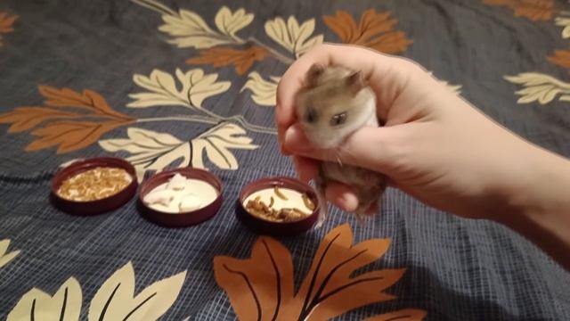 ЧТО ИЗ ВКУСНЯШЕК ВЫБЕРЕТ КИТАЙСКИЙ ХОМЯК? смотреть онлайн