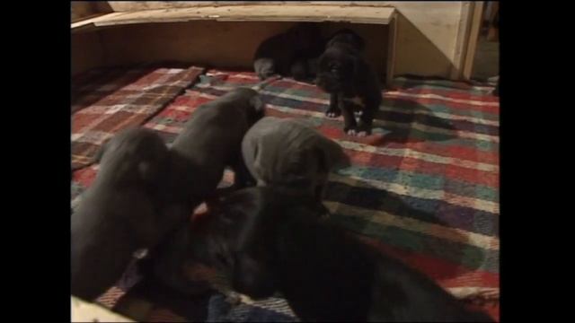Неаполитанский Мастиф, или Мастино Наполетано (Mastino Napoletano)