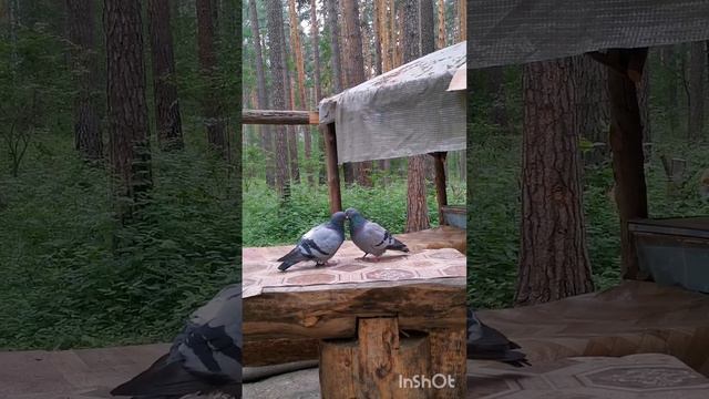 шуга... шуга... мы никто друг без друга ❤️💙💚 смотреть онлайн