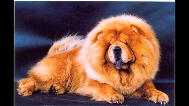 Самые дорогие собаки в мире смотреть онлайн