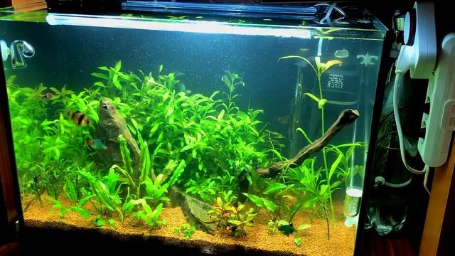 Как правильно делать подмены воды. Вопросы и ответы смотреть онлайн