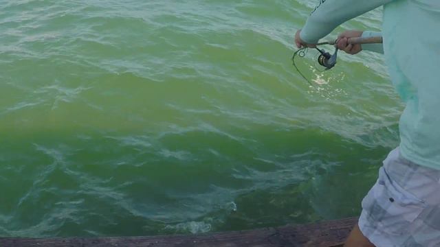 Pier Fishing with Lures Anna Maria Island, Florida - Episode 31 смотреть онлайн