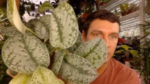 Эпипремнум /Сциндапсус /Потос. Обзор и Уход за ними .