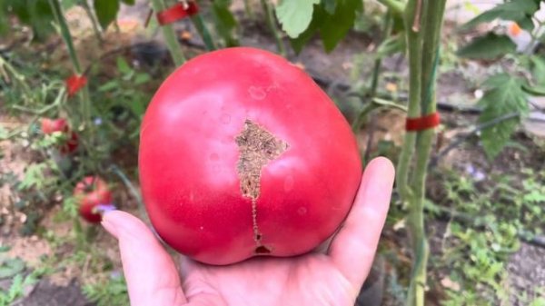 Крупноплодные, очень вкусные, мясистые томаты. (Large-fruited, very tasty, fleshy tomatoes.)