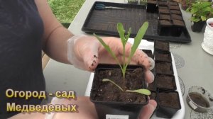 Диморфотека - яркая гостья на Вашей клумбе! Выращивание от посева до цветения