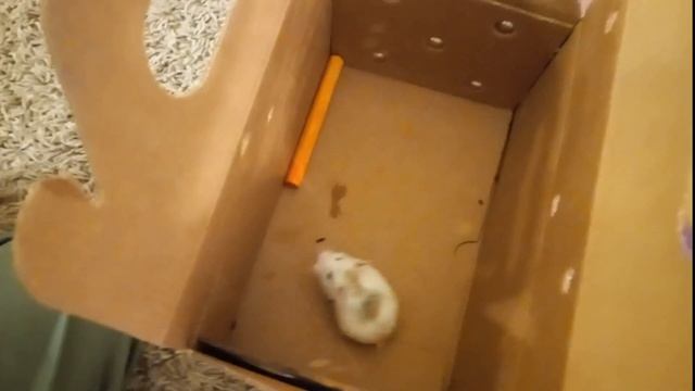 Отратительная драка хомяков Джунгарского и Роборовского смотреть онлайн