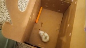 Отратительная драка хомяков Джунгарского и Роборовского