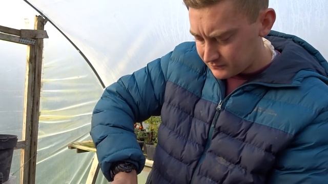 Dividing sarracenia purpurea in the Autumn смотреть онлайн