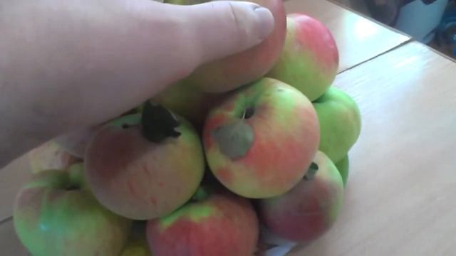 Урожай яблок на даче. смотреть онлайн