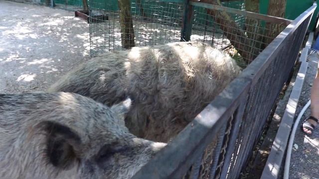 Дикие вьетнамские свиньи и жёлуди. Тайган. Белогорск. Крым. смотреть онлайн