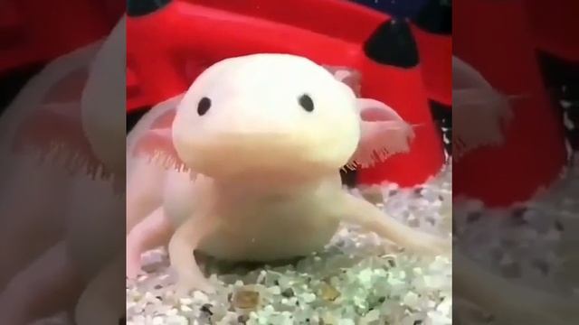 Молниеносная реакция у аксолотля ? смотреть онлайн