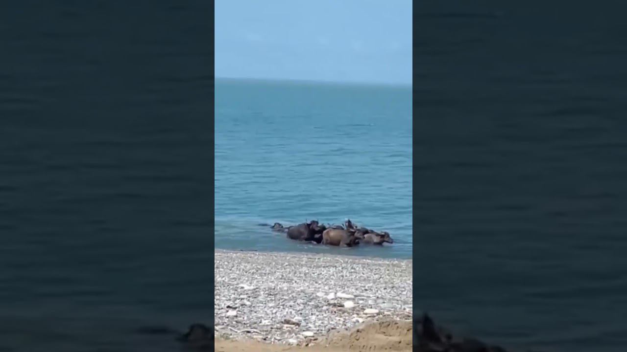 В Абхазии буйволы открыли купальный сезон #shorts смотреть онлайн