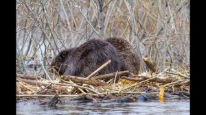 ПАХУЧАЯ ПРИМАНКА НА БОБРА И КАК ЕЕ ПРИГОТОВИТЬ В ДОМАШНИХ УСЛОВИЯХ!!#Охота #приманка_на_бобра #Бобр