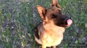 НЕМЕЦКАЯ ОВЧАРКА/КОМАНДА КО МНЕ /СОВЕТЫ ДРЕССИРОВКИ/