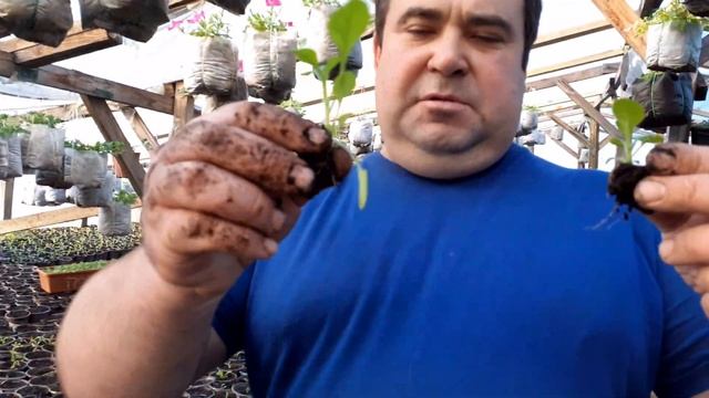 Как правильно рассадить петунии. смотреть онлайн