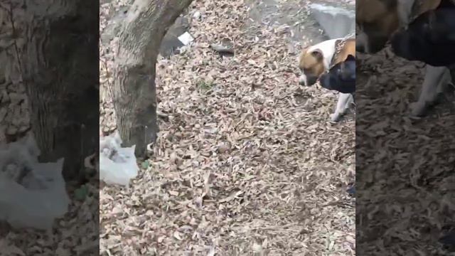 бой питбулей 23.10.2021 смотреть онлайн