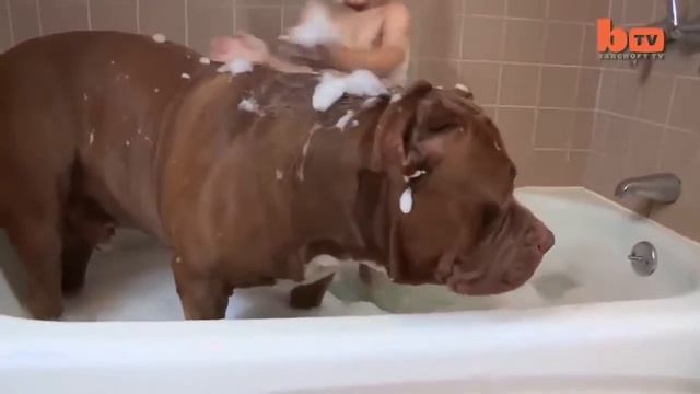 Un Pitbull Gigante llamado Hulk de 175 lb y cachorros de $ 500 000 00 смотреть онлайн