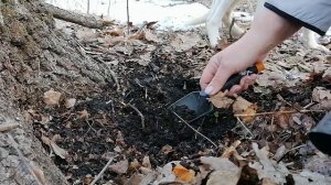 Земля из-под дуба