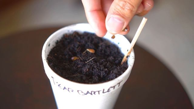 10 FREE Plant & Fruit Tree Growing Hacks